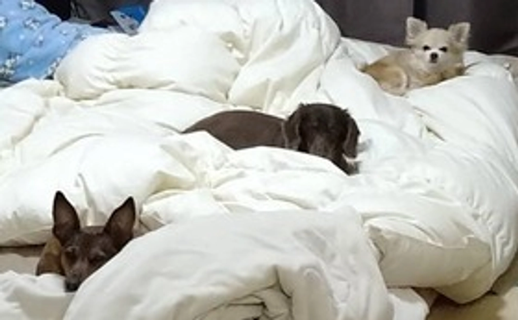 お礼のメール　画像付