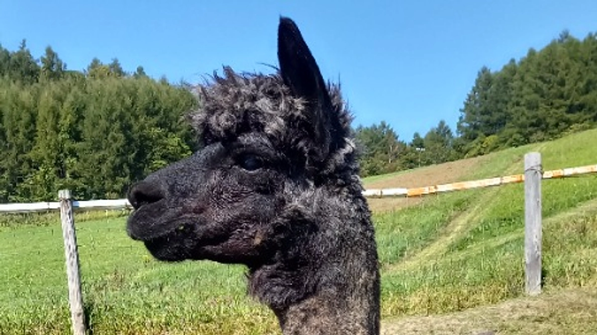 【剣淵生まれのアルパカ紹介】＃３　ルネさん