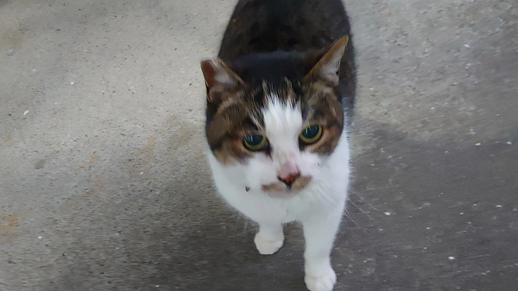 増やさない！野良猫ちゃんのTNRとご飯の支援をお願いします。