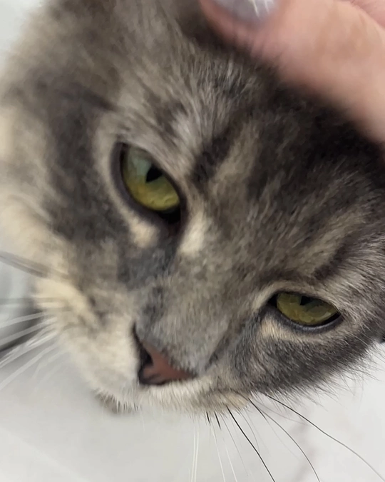 投薬32日目　今日は毛玉の気分