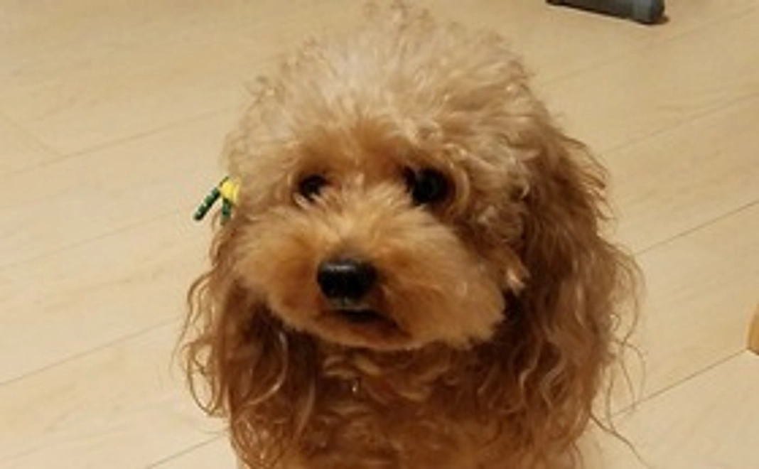 感謝を込めてモカの写真付きメール