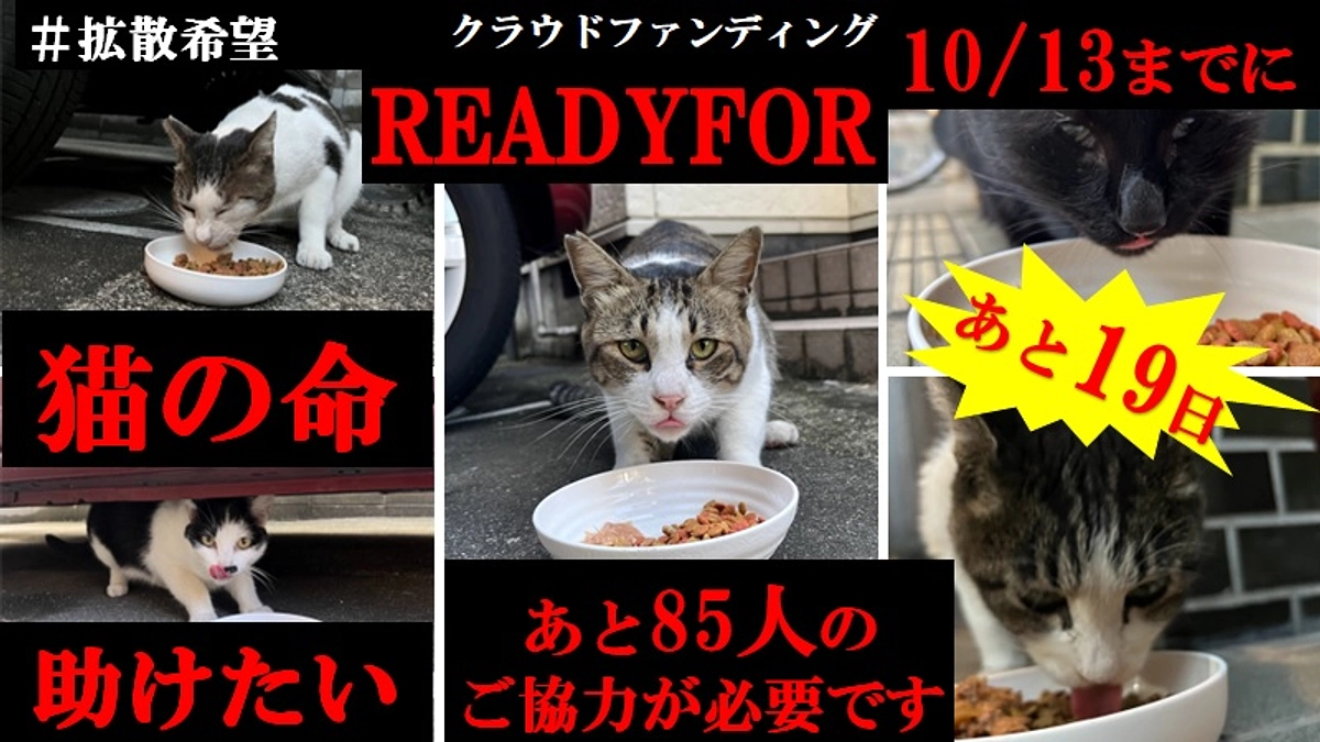 【活動報告】ゴミ屋敷から救出したい猫ちゃんの相談