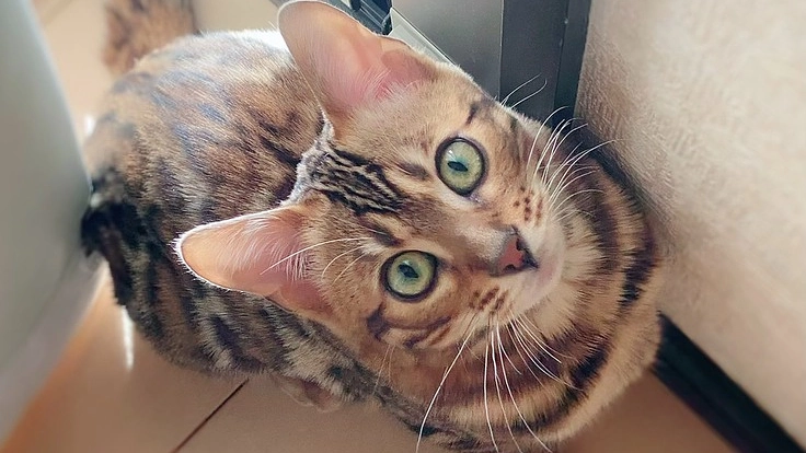 【致死率ほぼ１００%】FIPにかかってしまったノアを助けてください