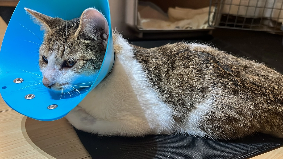 10月16日　退院　初めてのお家🏠