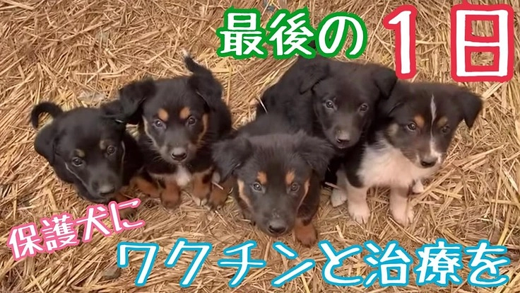 小さなワンコ保護施設を日本にも作りたい！百年続くワンコ支援を世界で