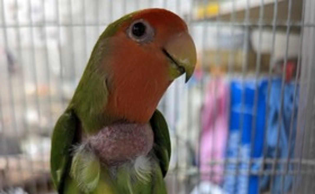 10000円コース〜捨てられてる命に全力で応援