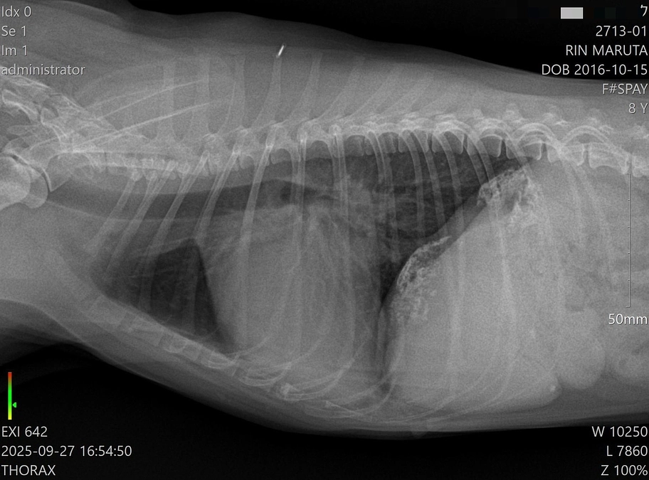 🆘定期検診。もう時間がありません。🆘