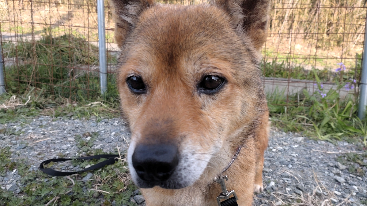 迷子犬を保護しています