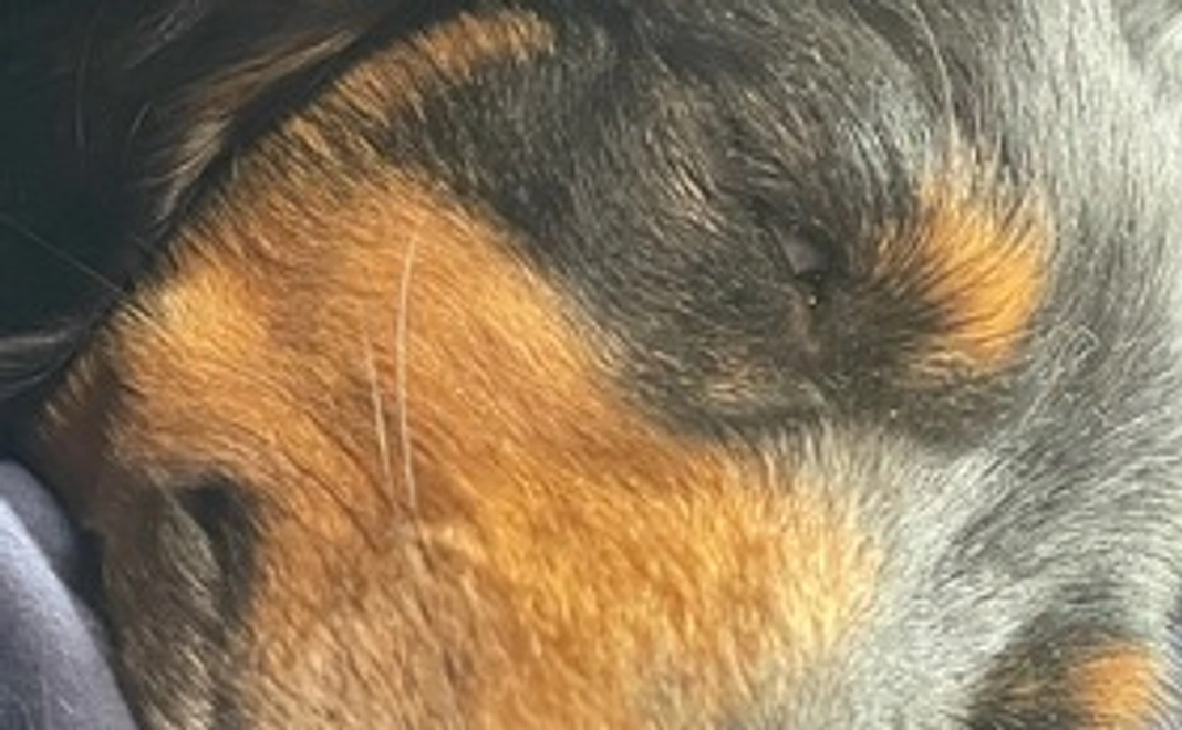 クゥからのご返礼　1