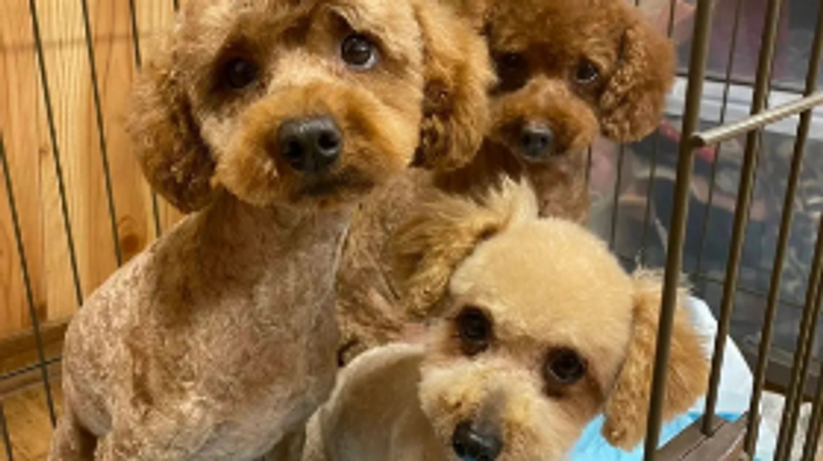 劣悪な環境にいたトイプー3頭