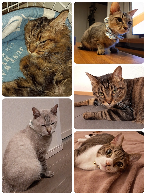 今週の通院報告と今後の予定