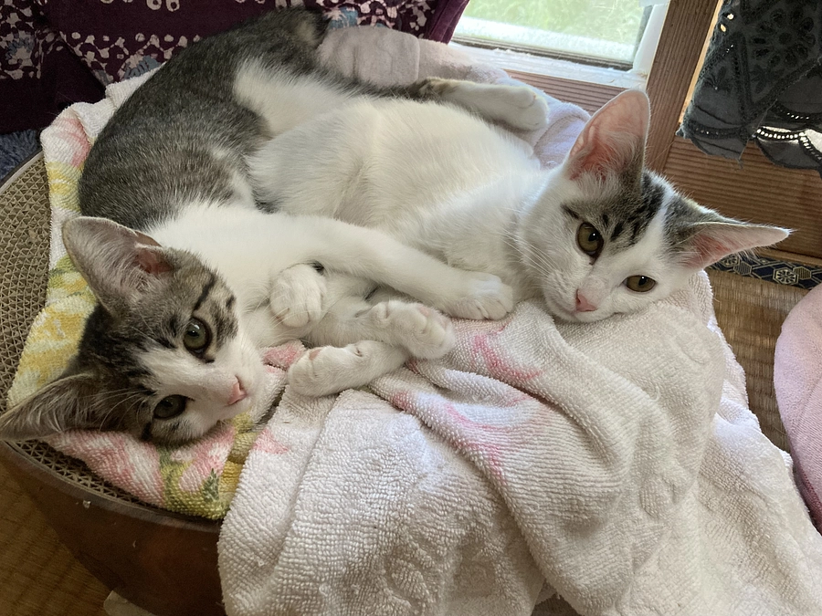 来週子猫たちをリリース