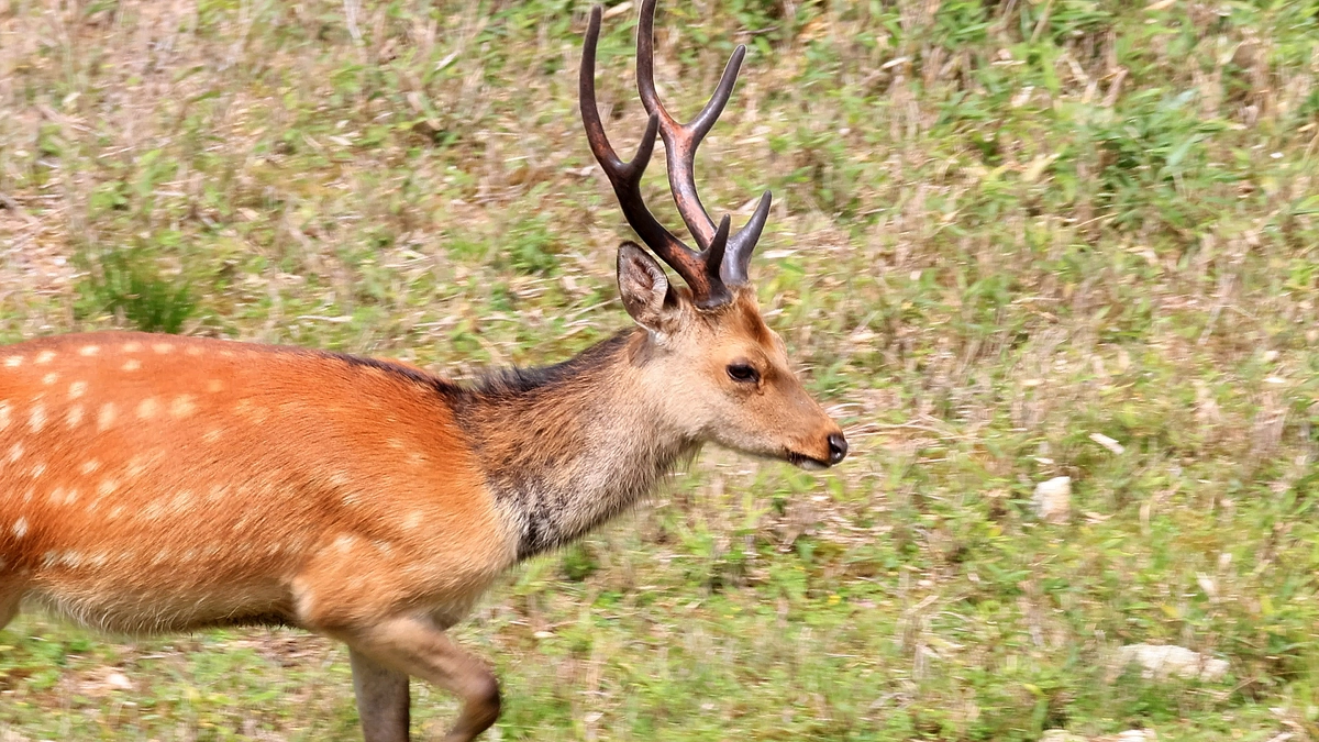 伊吹山のイヌワシと野生動物2025年8月8日