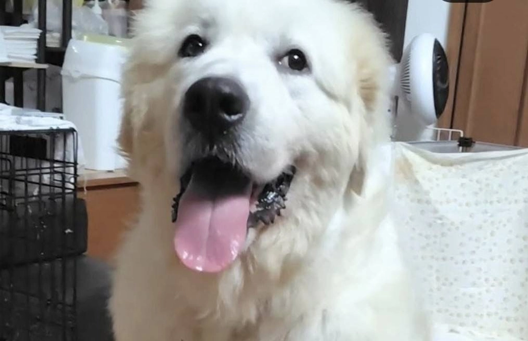 レーベンっ子のご紹介～おっきなモフモフのヴィヴィ。