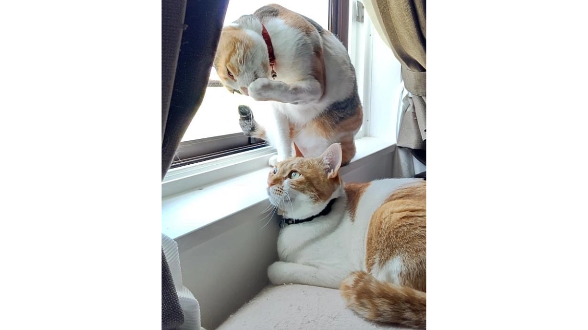 里親さん（7ちゃん、8ちゃんママ）からの応援メッセージのご紹介｜パワフルで真っ直ぐな思いに衝撃でした