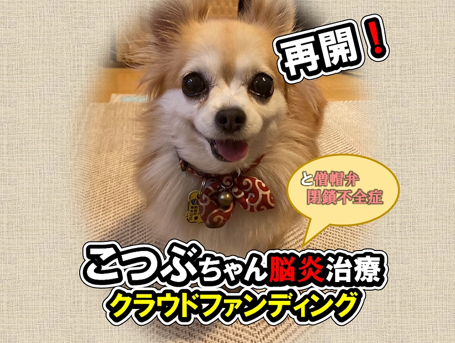 [第2弾]髄膜脳炎＆僧帽弁閉鎖不全症と闘うこつぶちゃんにご支援を！公開のお知らせ！