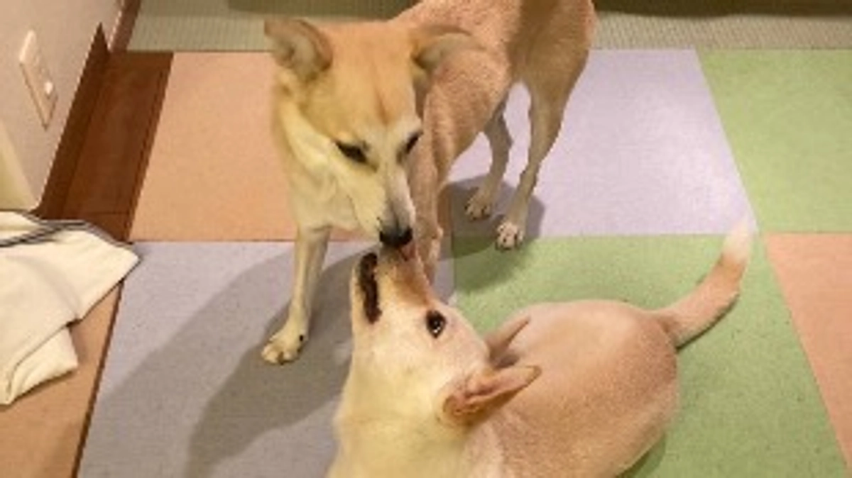 万里＆海琉の里親様から応援メッセージいただいております！