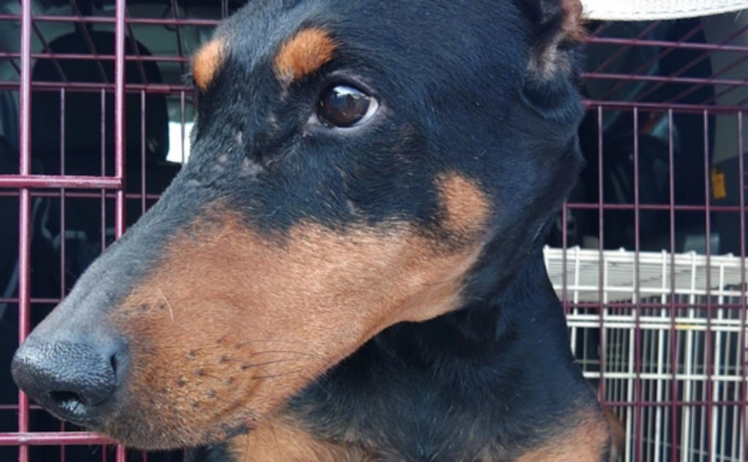 全力応援コース｜1万円