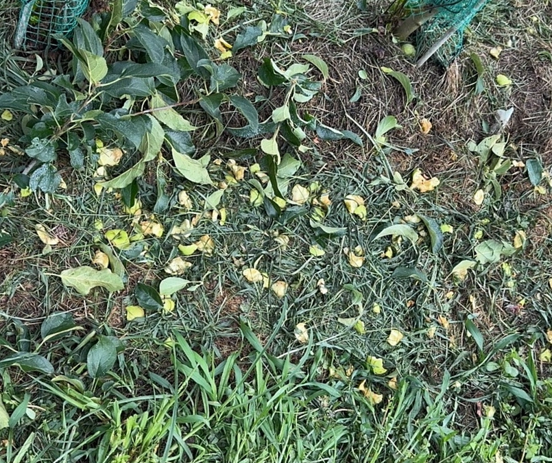 猿に食べられちゃいました