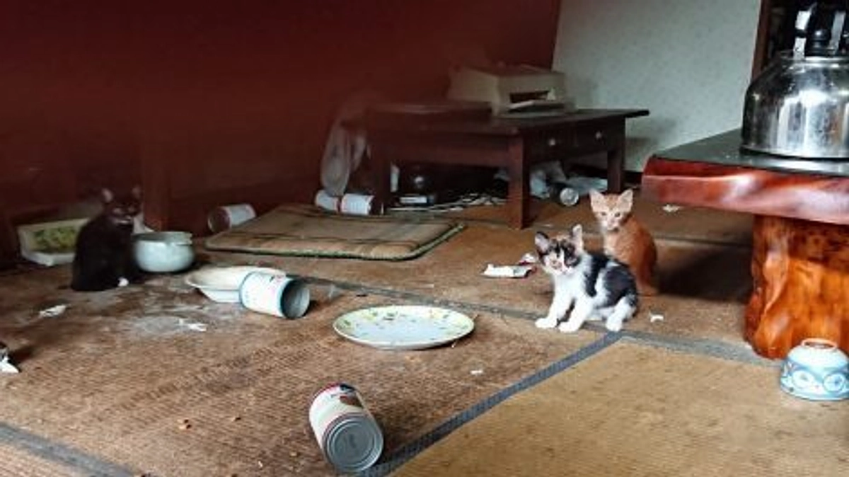 【寄付使途レポート】5匹の猫が気づけば36匹に。ゴミや家具が散乱する家から聞こえた、仔猫たちのSOS