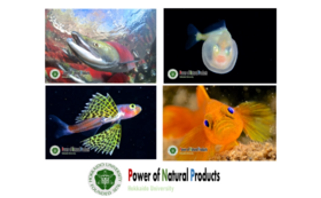 ちょっと応援してみたい、そう思った方のシンプルコースです