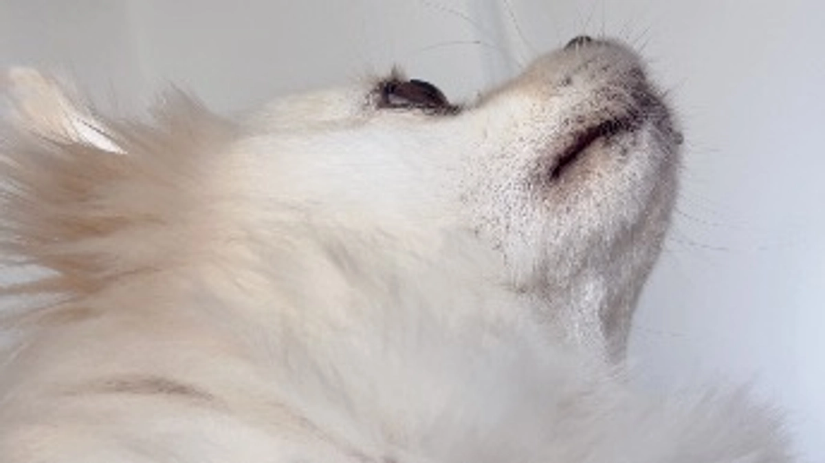 アンディのお薬