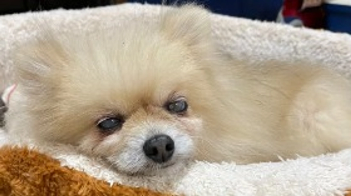 【残り6日】情報の拡散お願いいたします！