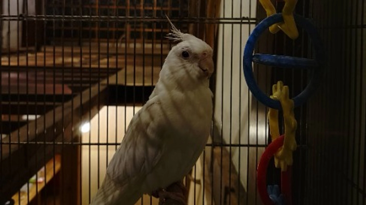 ピーちゃん、完全復活！羽繕いする姿に笑みがこぼれます！