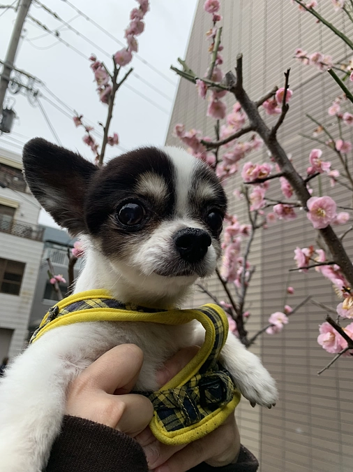 手術の延期・・: