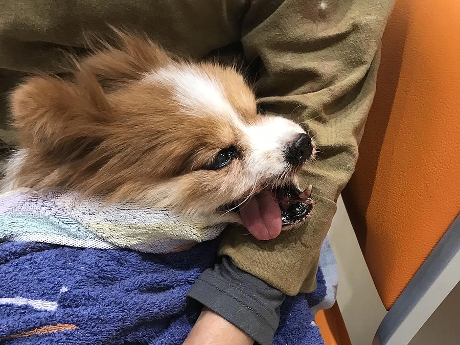 【クラウドファンディング終了まで残り10日！】ピーチの口から血が噴き出した、血の海の惨劇。