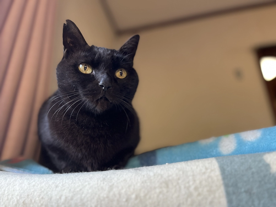 【リターンコース名の猫ちゃん紹介】シェルターの長、まるお