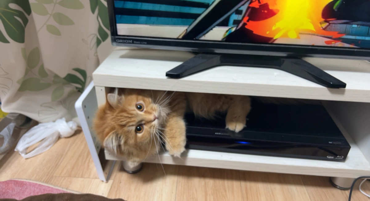 　【経過報告】体調が回復し、イタズラをし始めた金太郎