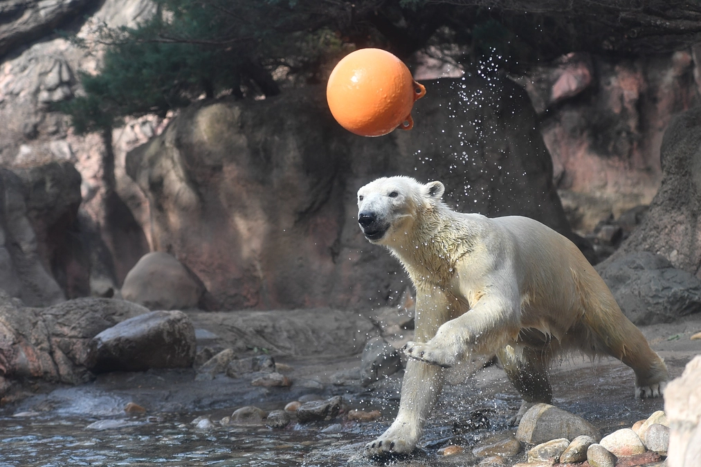 【リターン追加しました！！】ズーラシアポストカードブック of Polar Bear