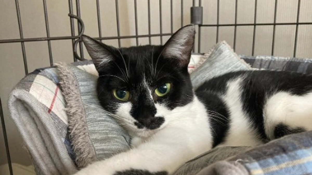 ねこかつ通信（2025年8月）