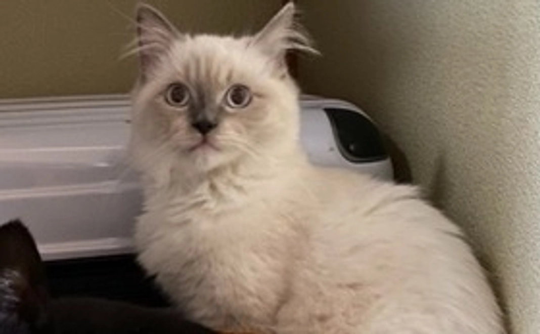 たいが応援リターンなし1,000円