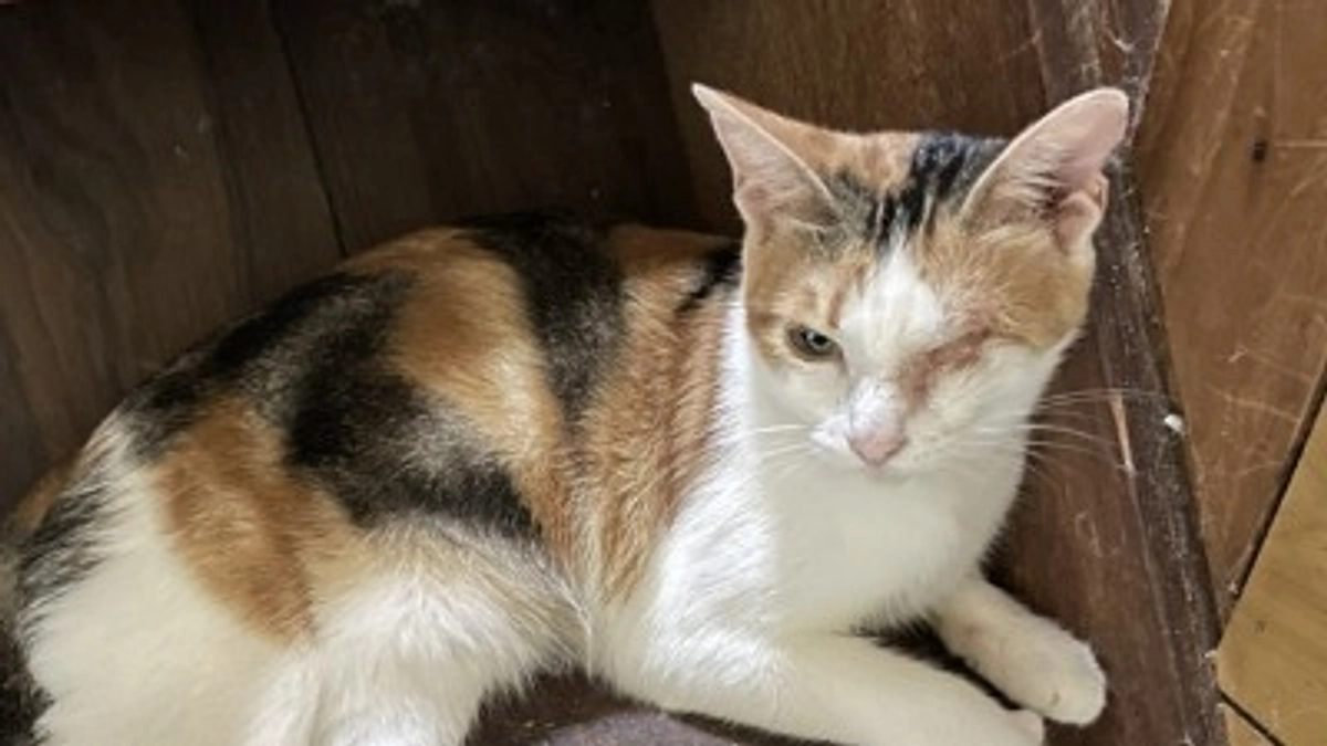 【2022年の初めての多頭飼育崩壊現場対応 〜その３〜 】根気強く、試行錯誤の繰り返し