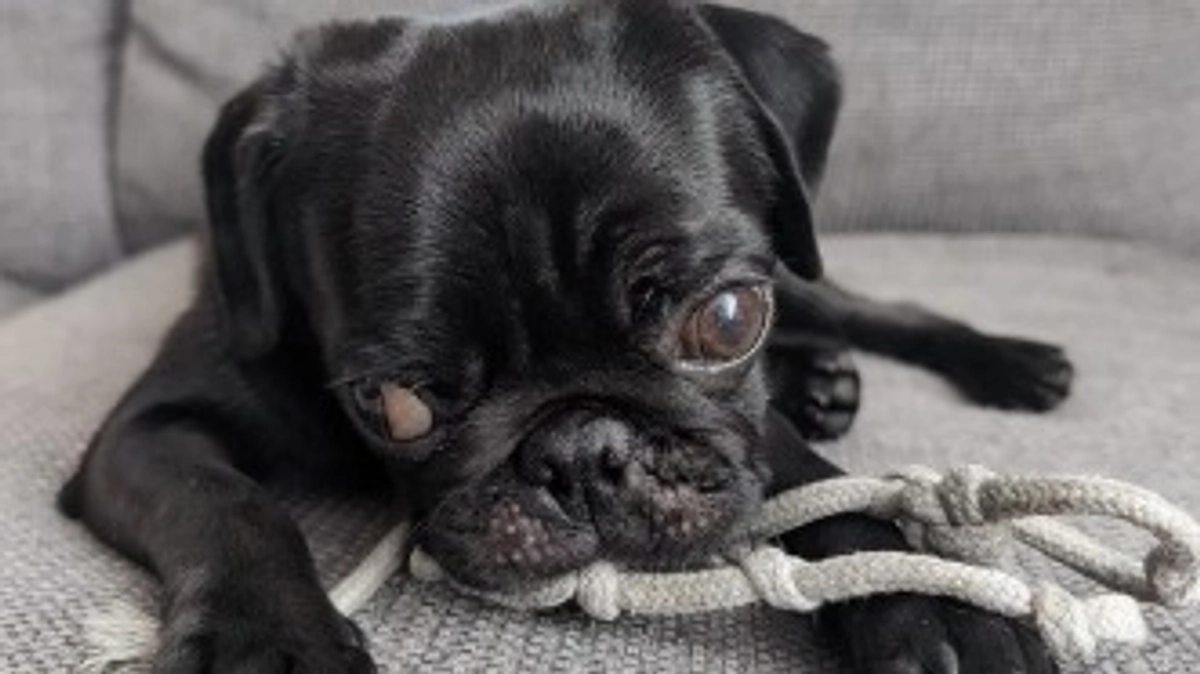 目標達成のお礼と、治療方針のご報告🐶