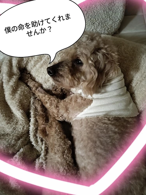 本日 いよいよ クラウドファンディングが23時に終了します！