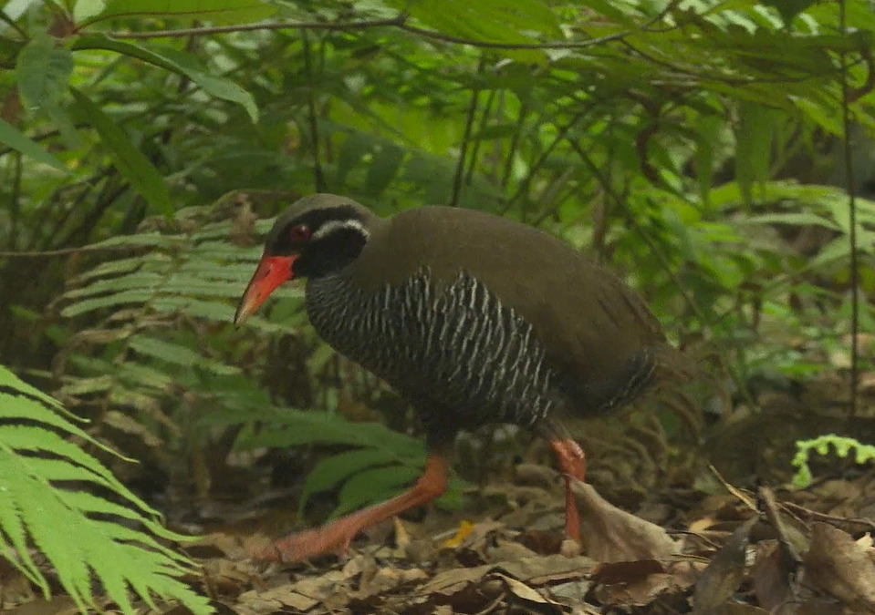 【沖縄へ】細胞試料のバックアップとNHKワールドJapan