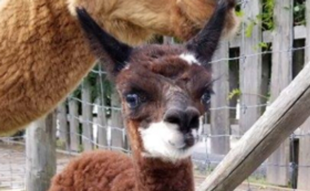 【アルパカのしあわせな暮らしを応援!】感謝を込めて10周年記念DVDつき