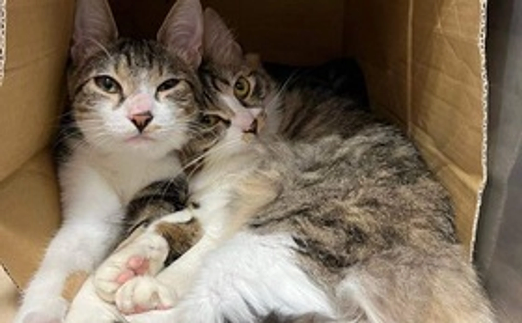 2,ちよだニャンとなるcafe全力応援コース