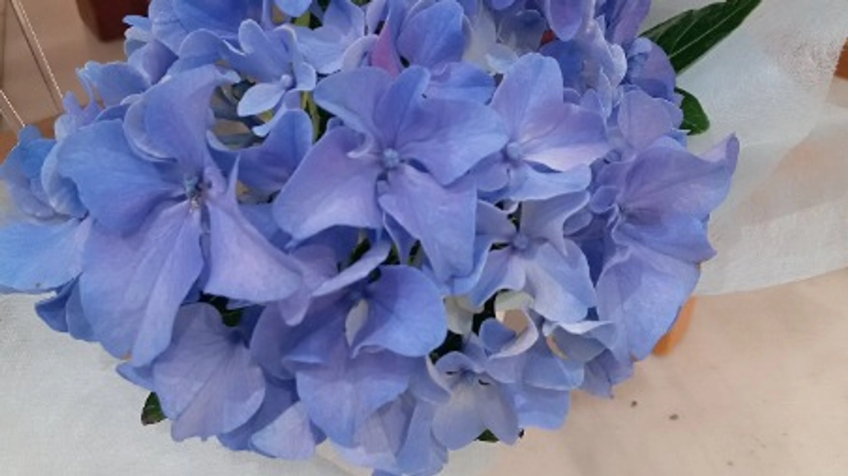 6月20日は世界難民の日です