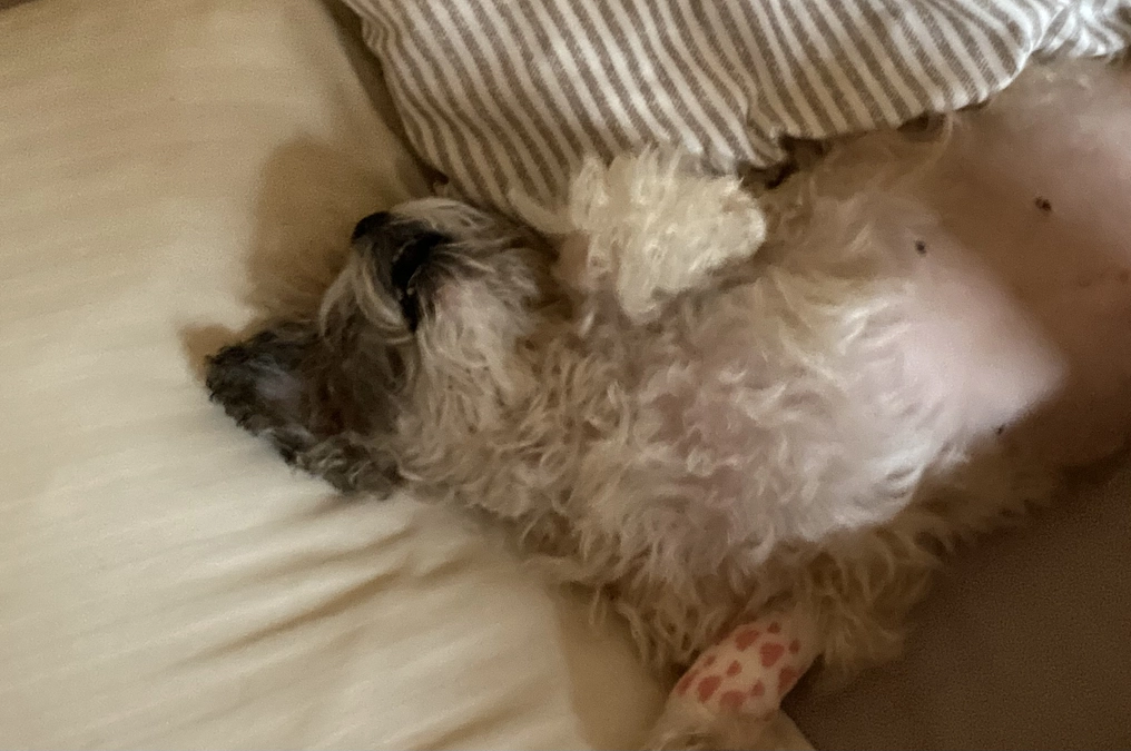 ありがとうございます。