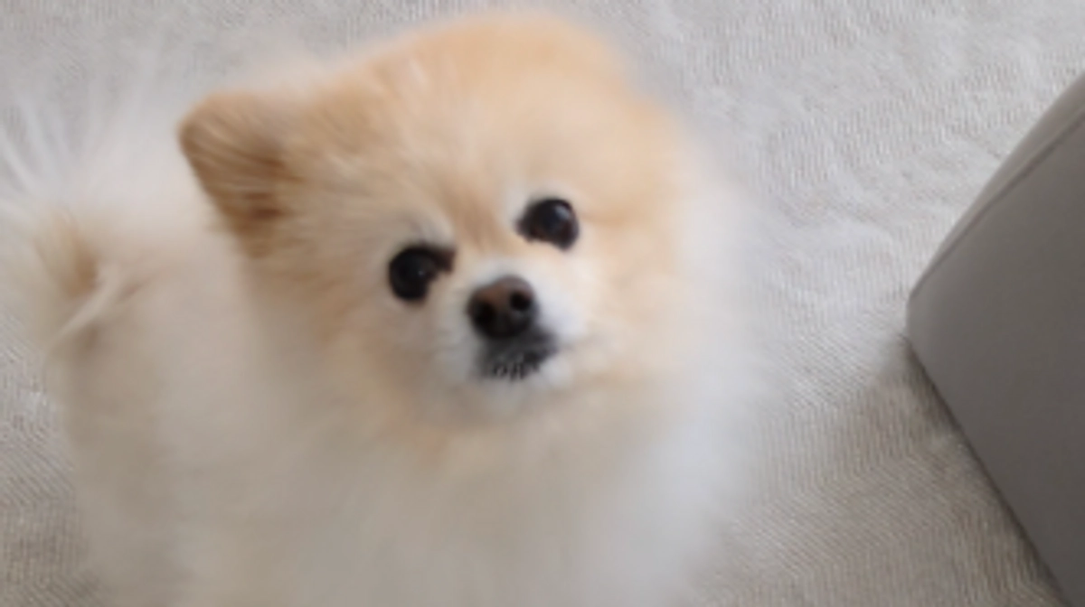 ポンタの咳　✳動画です