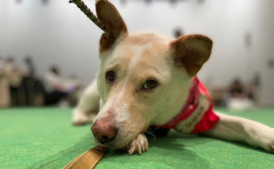 【リターン不要】新OHANAハウス開設応援コース｜3千円