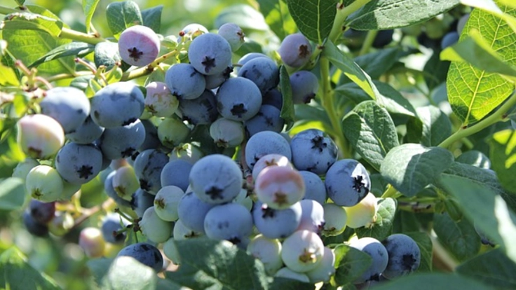 人吉球磨に農福連携の風を