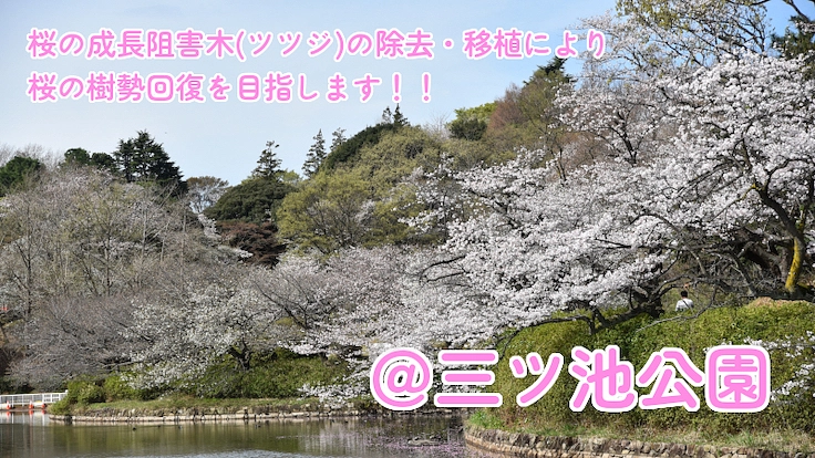 公園の桜守プロジェクトin神奈川～公園の桜を次世代に繋げたい～ 2枚目