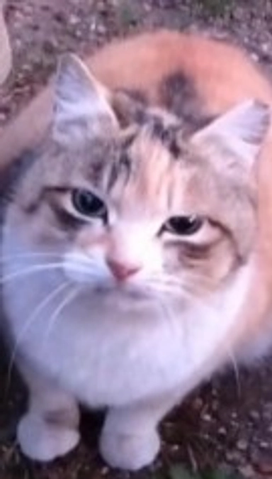 LOVEは団体になってを６年を迎えました｜　ちいこさん幸せになりました｜　しんさん、とらみ正式譲