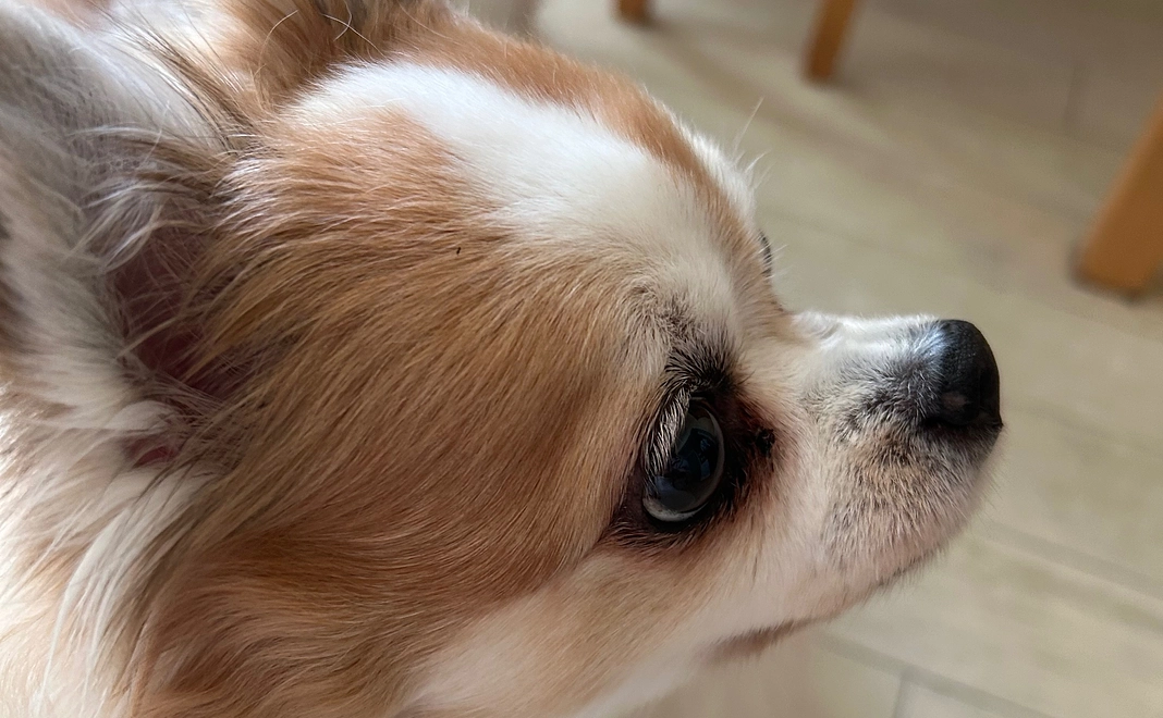 感謝のご連絡  1,000円