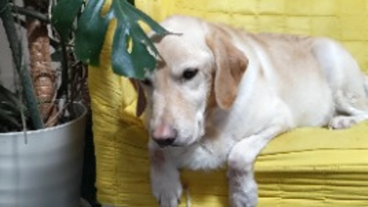 3回目の抗がん剤治療